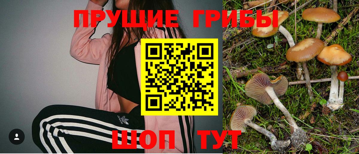 Псилоцибиновые грибы Psilocybine cubensis Заинск